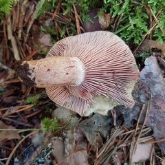 Lactarius sanguifluus