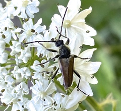Lepturobosca