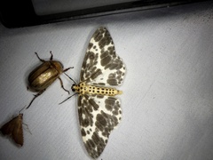 Dilophodes elegans elegans