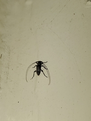 Hyperplatys maculatus