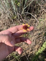 Gaillardia aestivalis