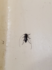 Hyperplatys maculatus