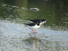 Himantopus mexicanus knudseni