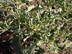 Datura ferox