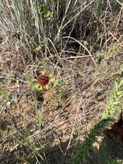 Gaillardia aestivalis