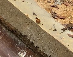 Cupha erymanthis lotis