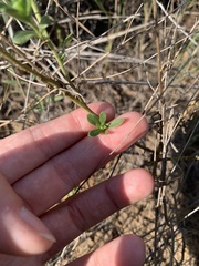Gaillardia aestivalis