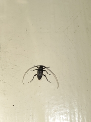 Hyperplatys maculatus