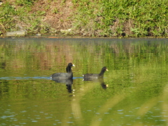 Fulica rufifrons