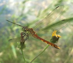 Sympetrum depressiusculum