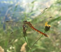 Sympetrum depressiusculum
