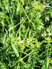 Galium album
