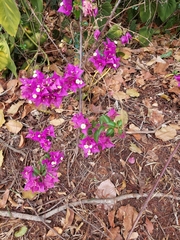 Bougainvillea