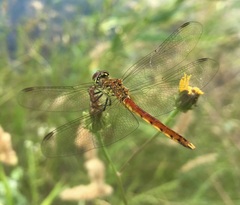 Sympetrum depressiusculum