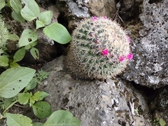 Mammillaria rhodantha