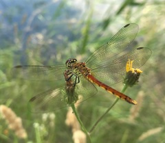 Sympetrum depressiusculum