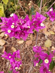 Bougainvillea