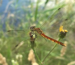 Sympetrum depressiusculum
