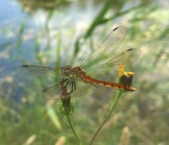 Sympetrum depressiusculum