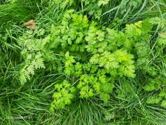 Anthriscus sylvestris