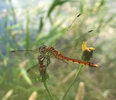 Sympetrum depressiusculum