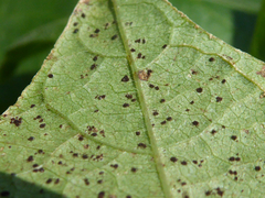 Uromyces appendiculatus