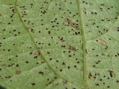 Uromyces appendiculatus