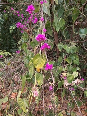Bougainvillea