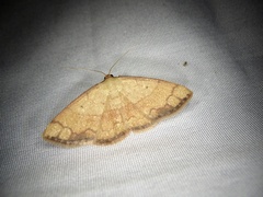 Pylargosceles steganioides