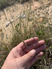 Bothriochloa barbinodis