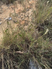 Bothriochloa barbinodis