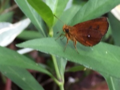 Iambrix salsala salsala