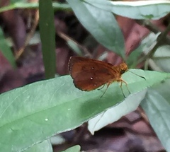 Iambrix salsala salsala