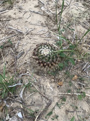 Mammillaria heyderi