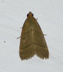 Hypsopygia nostralis