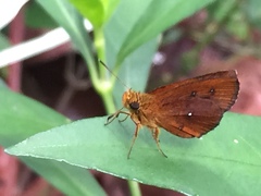 Iambrix salsala salsala