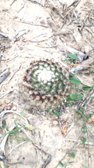 Mammillaria heyderi