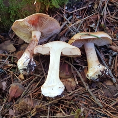 Leucocortinarius bulbiger