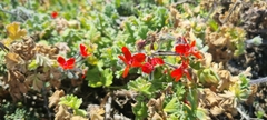 Pelargonium fulgidum