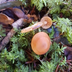 Rhodophana nitellina