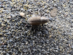 Naupactus peregrinus