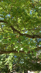 Quercus palustris