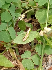 Neorthacris