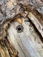 Frullania