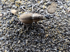 Naupactus peregrinus