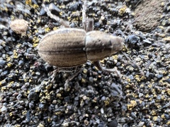 Naupactus peregrinus