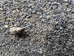 Naupactus peregrinus