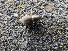 Naupactus peregrinus