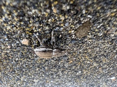 Naupactus peregrinus