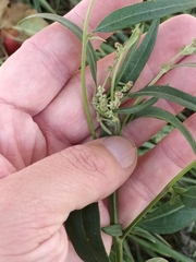 Atriplex oblongifolia
